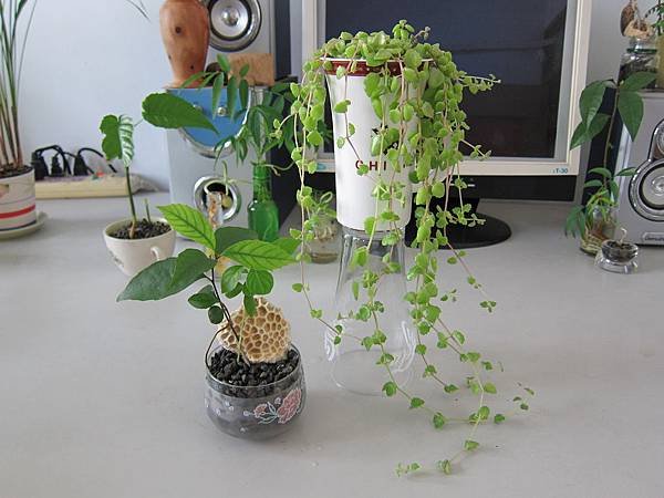 01臥地延命草.JPG