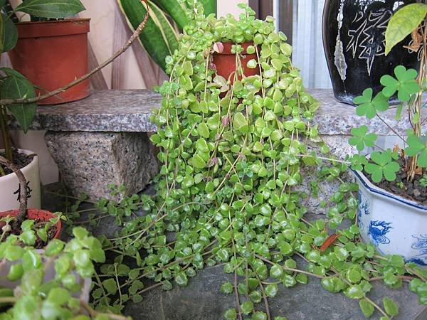 04在我家陽台的臥地延命草.JPG
