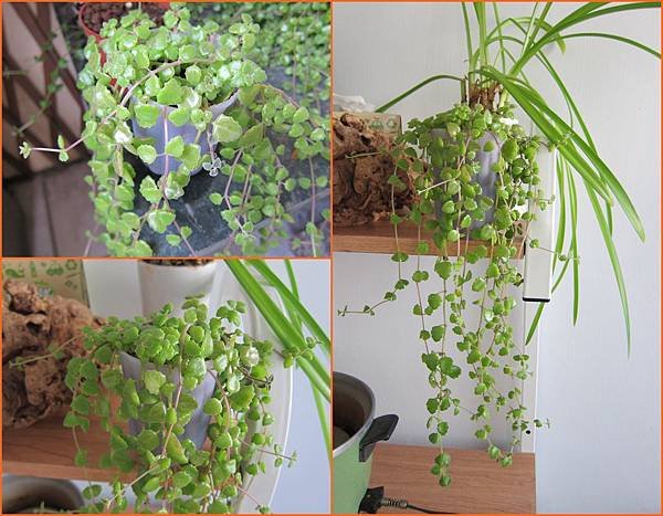 06小杯子種植的臥地延命草.jpg