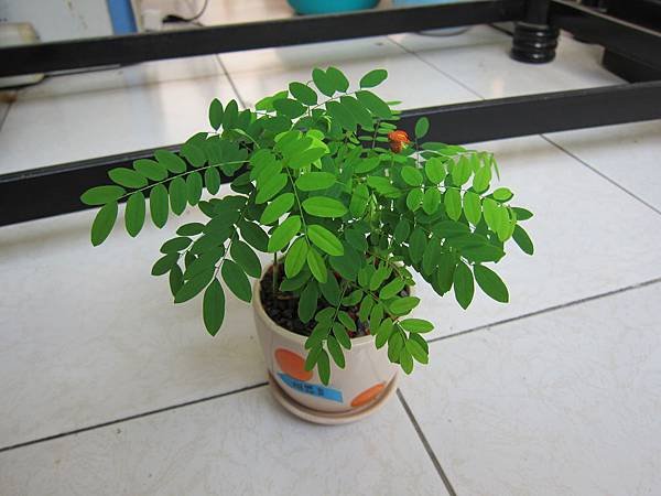 08相思豆種子盆栽-展葉風貎.JPG
