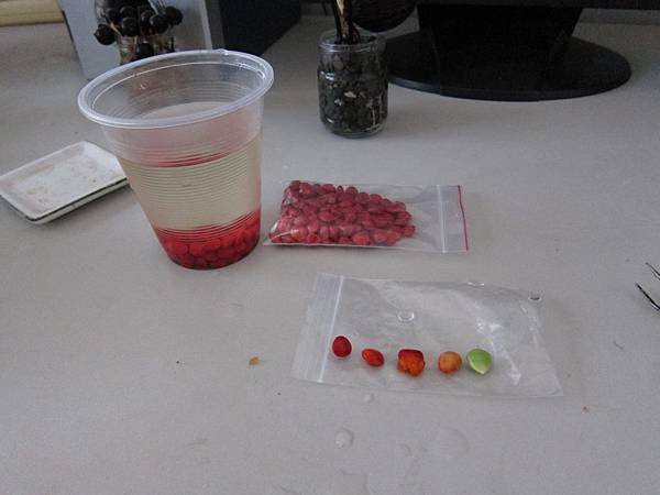 02相思豆泡水及去皮.JPG