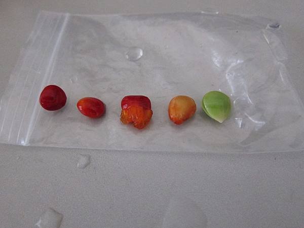 03相思豆的泡水過程.JPG