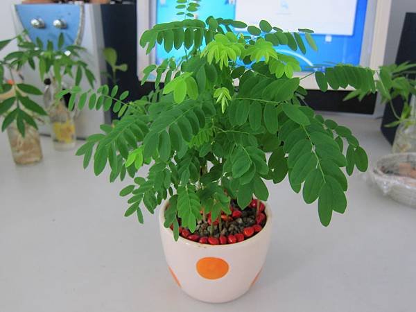 17完成~相思豆種子盆栽.JPG