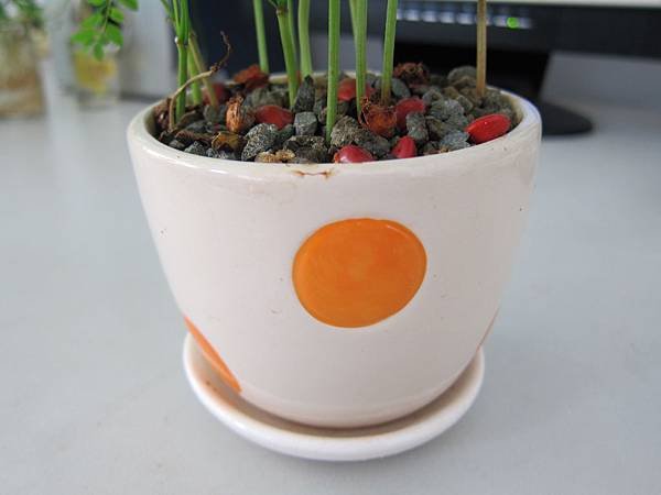 12相思豆發芽率不高.JPG