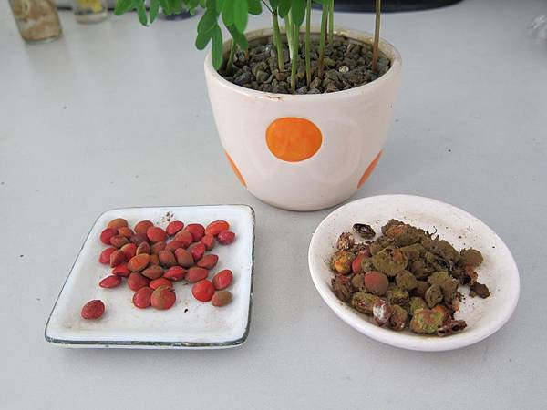 13取出種子有好有壞.JPG