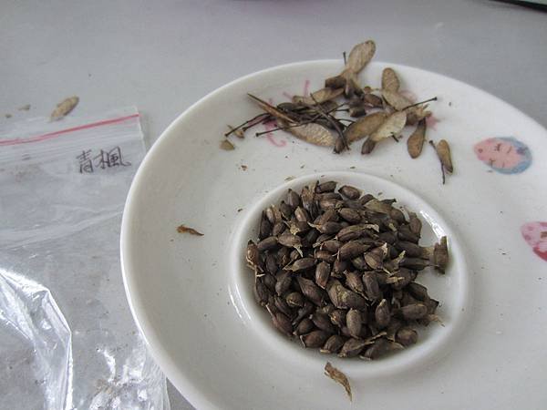 14青楓種子.JPG