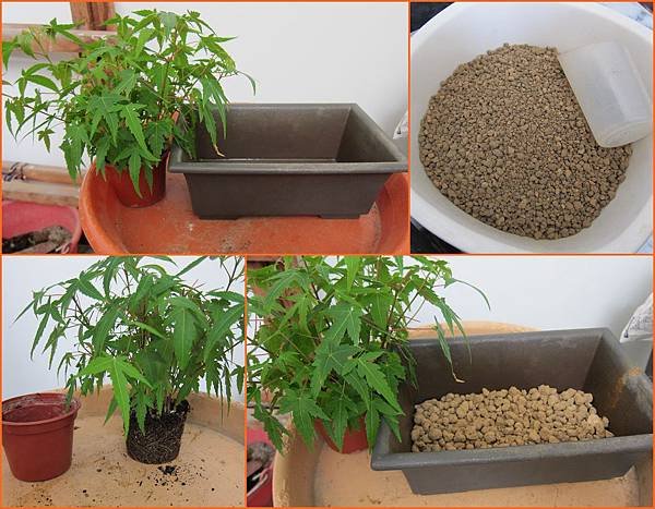 04青楓分植準備-赤王土及盆器.jpg