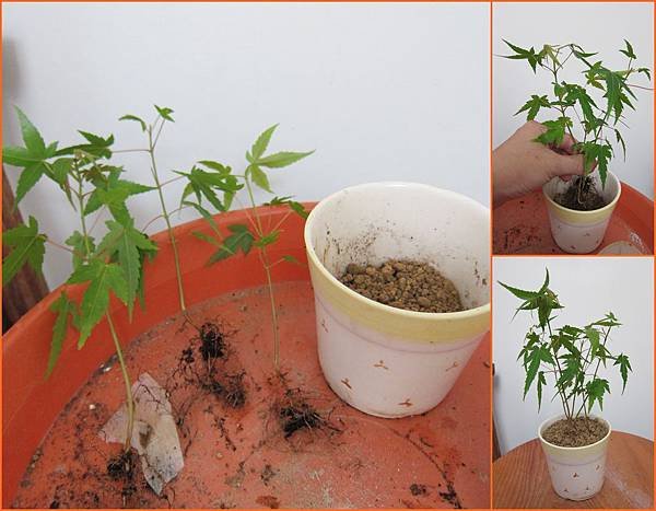 07青楓-分植到小盆器.jpg