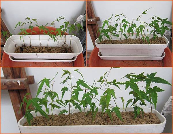 08青楓-分植到長塑膠盆器中.jpg