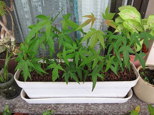 10青楓-分植後近況1.JPG