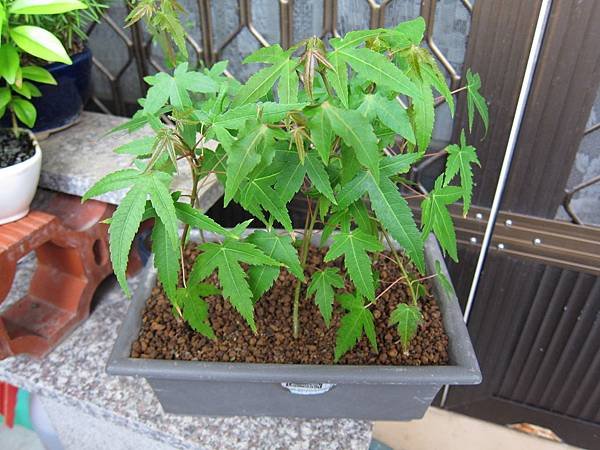 11青楓-分植後近況1.JPG