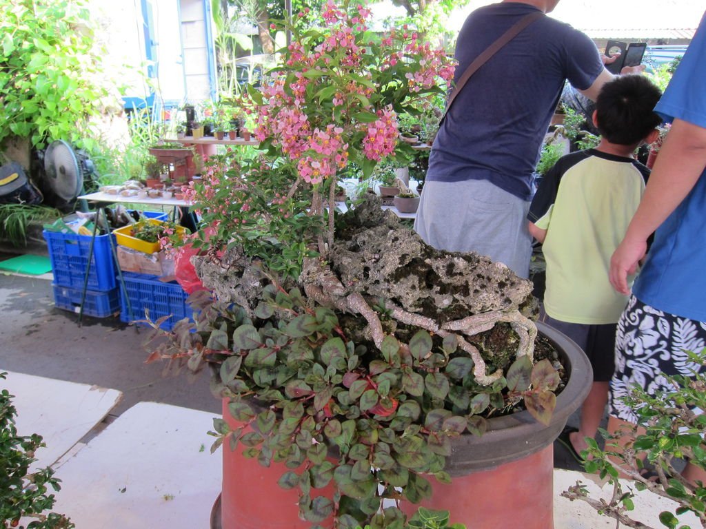 05開花的李氏櫻桃.JPG