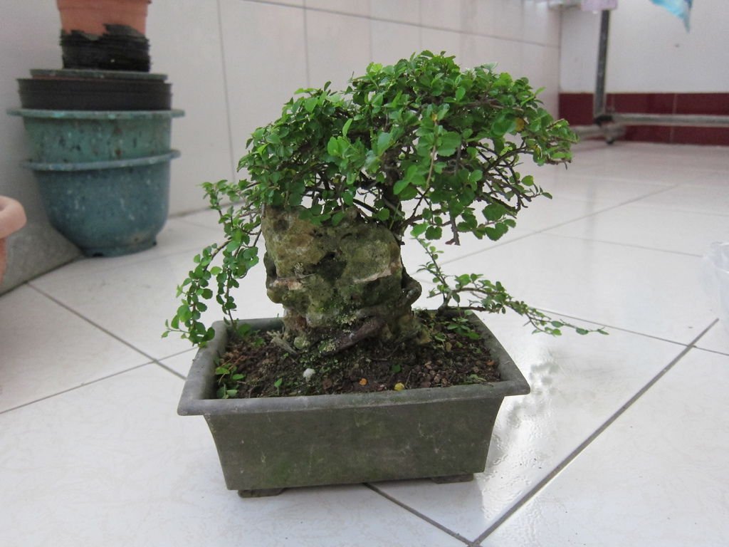 12水連木(小葉).JPG