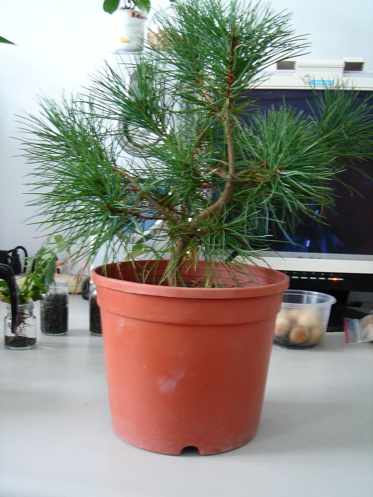 01南門花市購入的五葉松.JPG