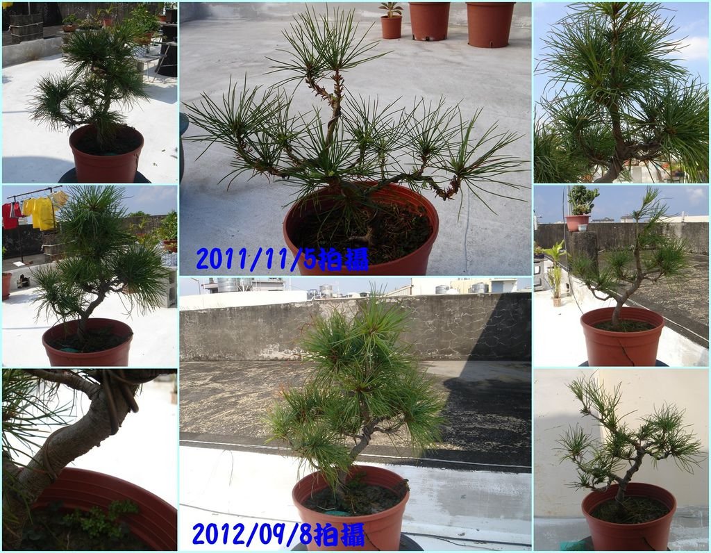 04五葉松一年的變化.jpg