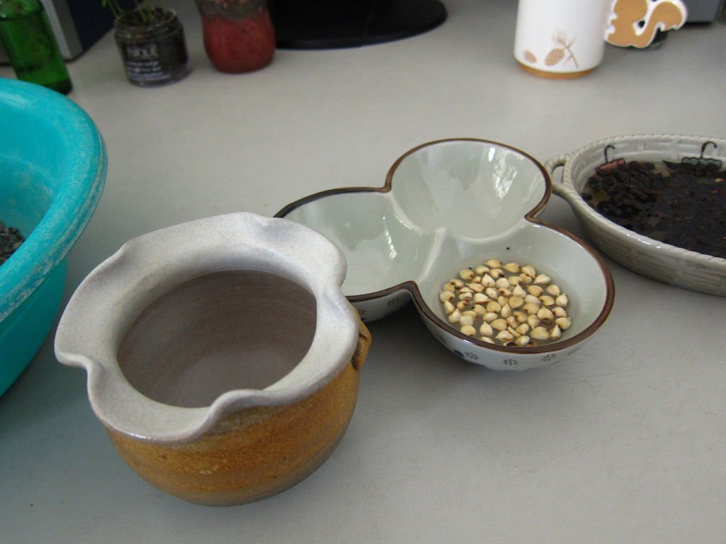 04沉香種子泡水2~4小時.JPG