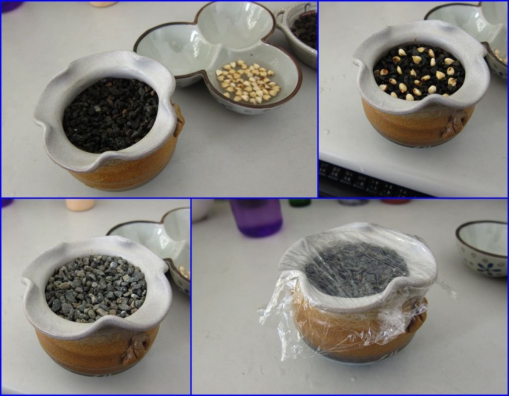 05沉香~麥飯石水耕-種植方式.JPG