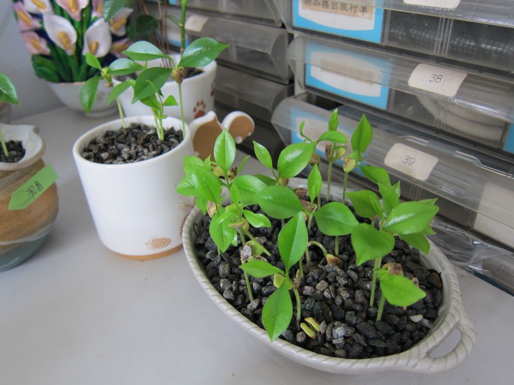 09沉香小盆栽~綠油油.JPG