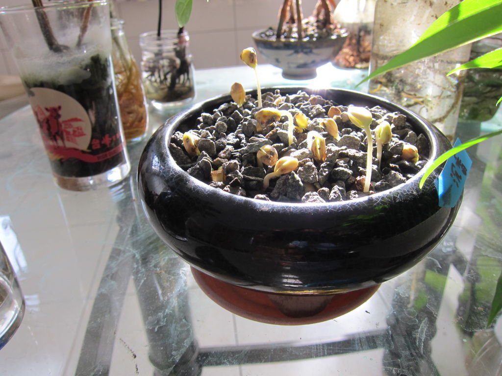11沉香發芽~土耕有洞小盆栽.JPG