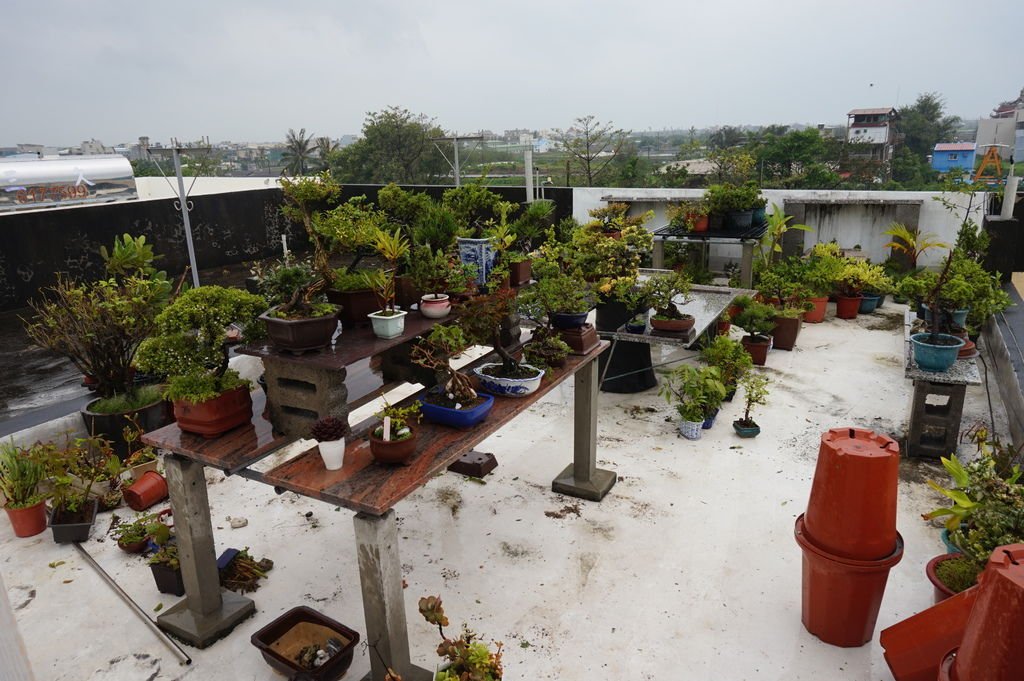 17復原中的頂樓花園.JPG
