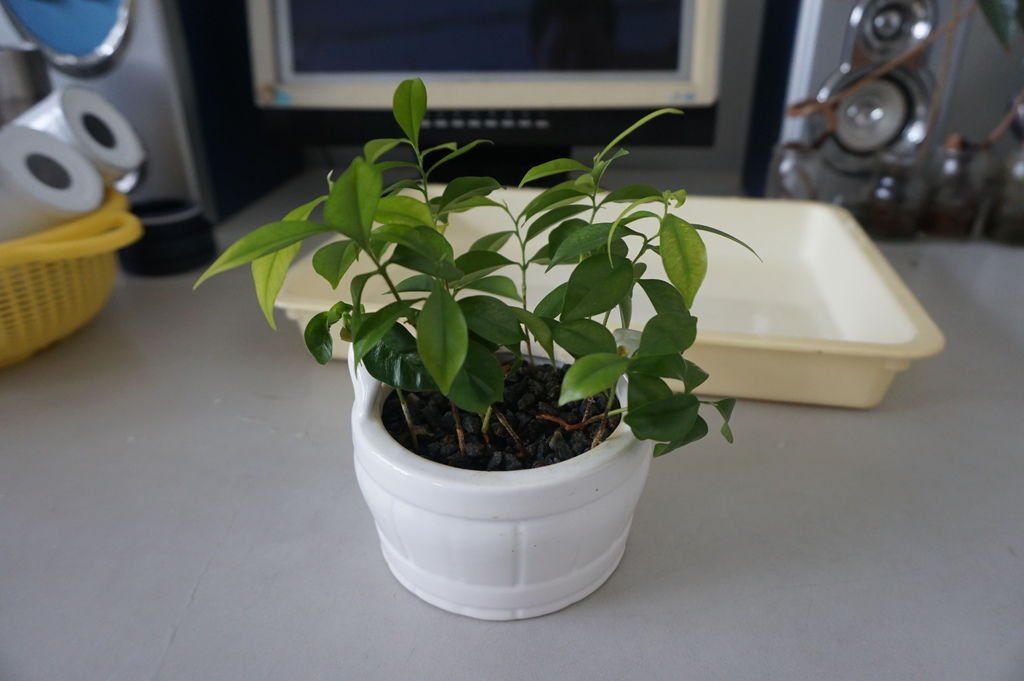 02種植一陣子後的沉香種子盆栽.JPG