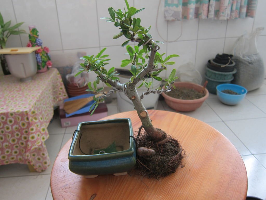 08剪除不要的根~準備種植.JPG