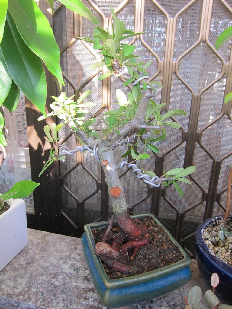 09狀元紅小盆栽~種植完成(20141026拍攝).JPG