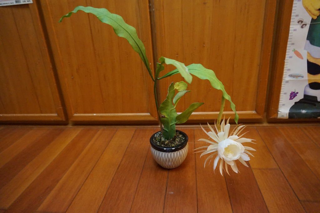 01曇花再次開花了(20161020拍攝).JPG