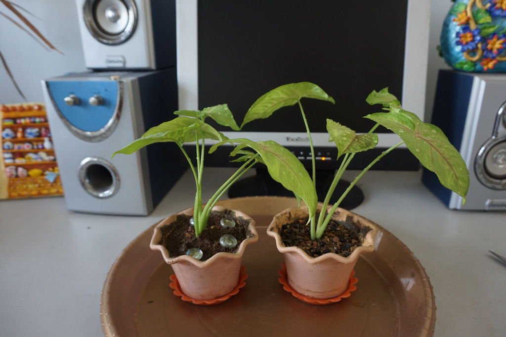01合果芋~重新種植的成果.JPG