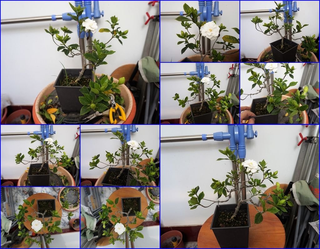 11槴子花~手癢~繼續矯枝及修剪.jpg