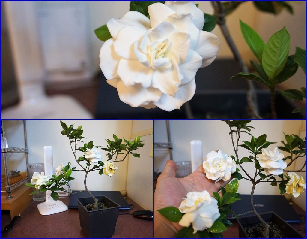 13一天內同時間了三朵槴子花(另一朵已經有點黃了)~(20170319晚上拍攝).jpg