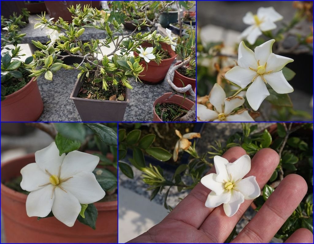 06單瓣的槴子花~已經開了不少花朵(20170319拍攝).JPG
