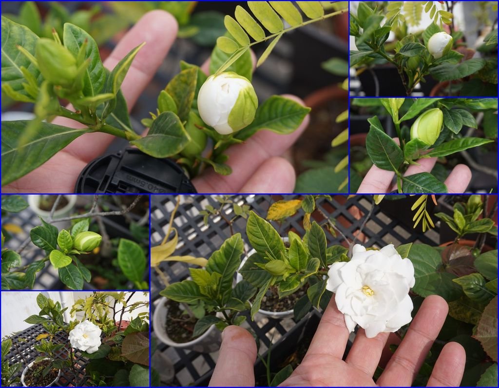 07楄子花~重瓣~花朵及花苞.jpg