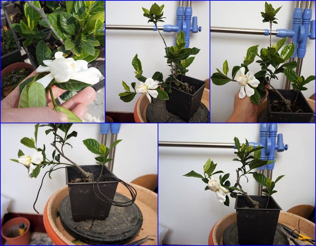 08楄子花~拿鋁線矯枝一下~讓花朵朝向正面(20170311拍攝).jpg