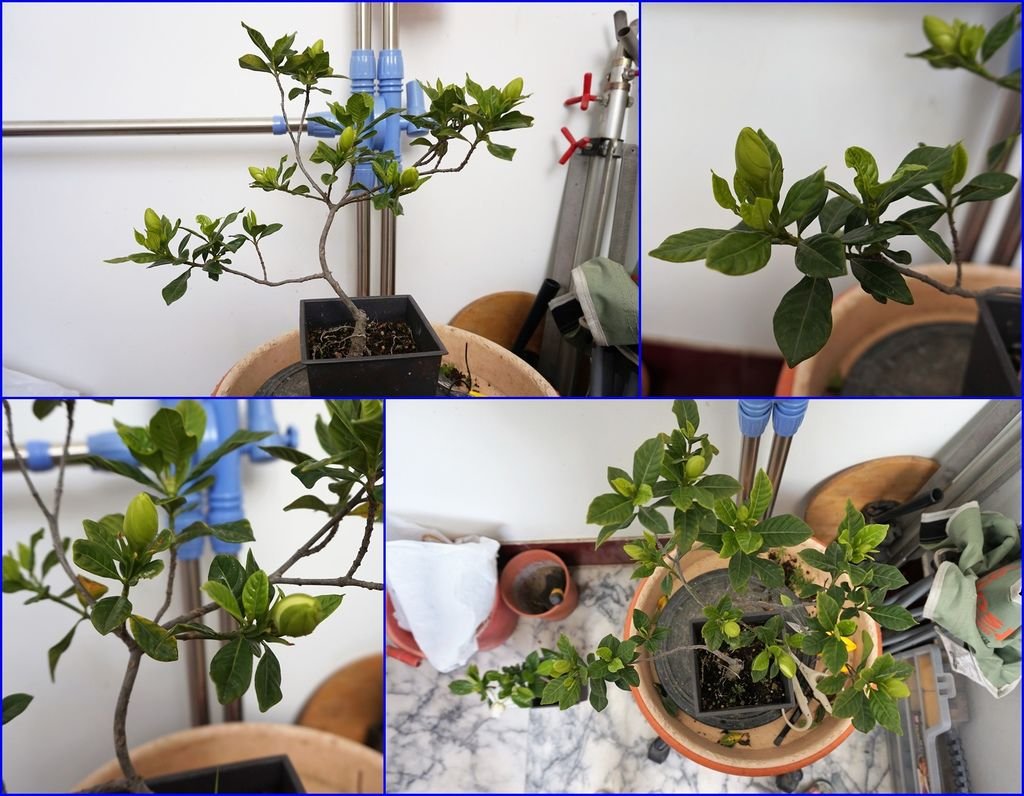 09這盆楄子花已經有型了~小修剪(好多花苞).jpg