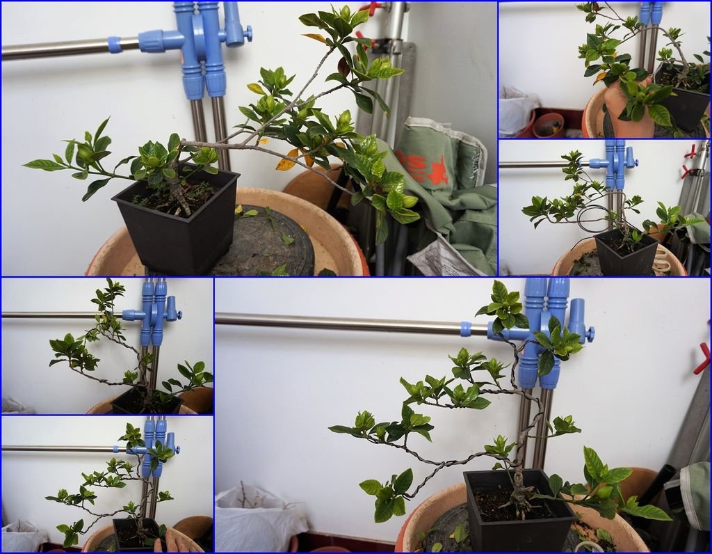 10槴子花~用鋁線矯枝前後~差很大.jpg