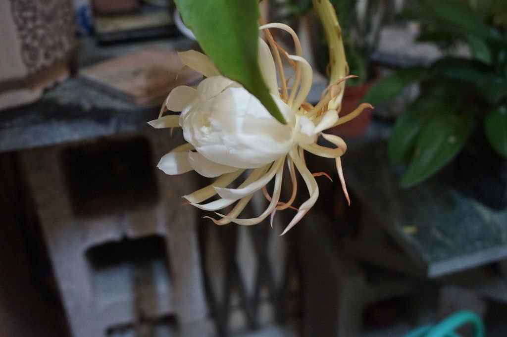 01曇花~開花了(20170821晚上10點49分拍攝).JPG