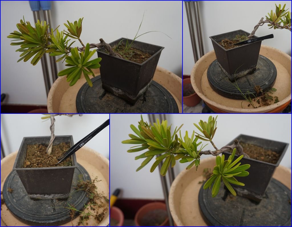08羅漢松小盆栽~除草.jpg