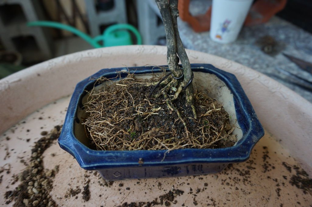 05牢牢固定在盆器中.JPG