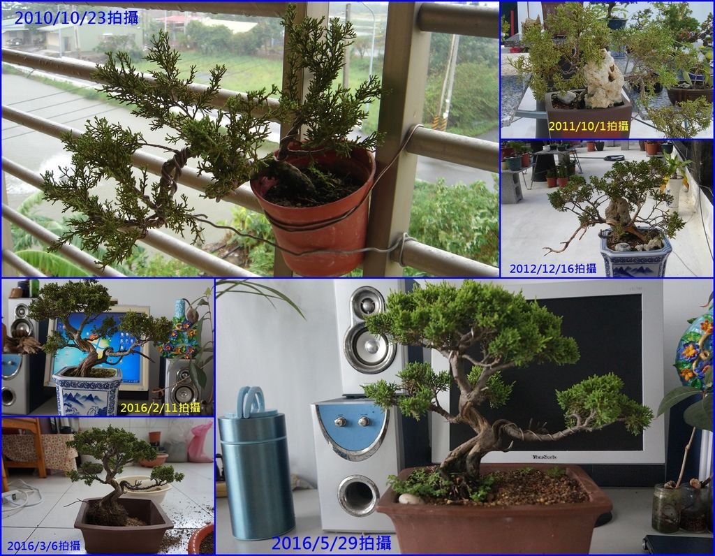 02懸崖式的系魚川真柏改植為四方盆的盆栽~過程.JPG