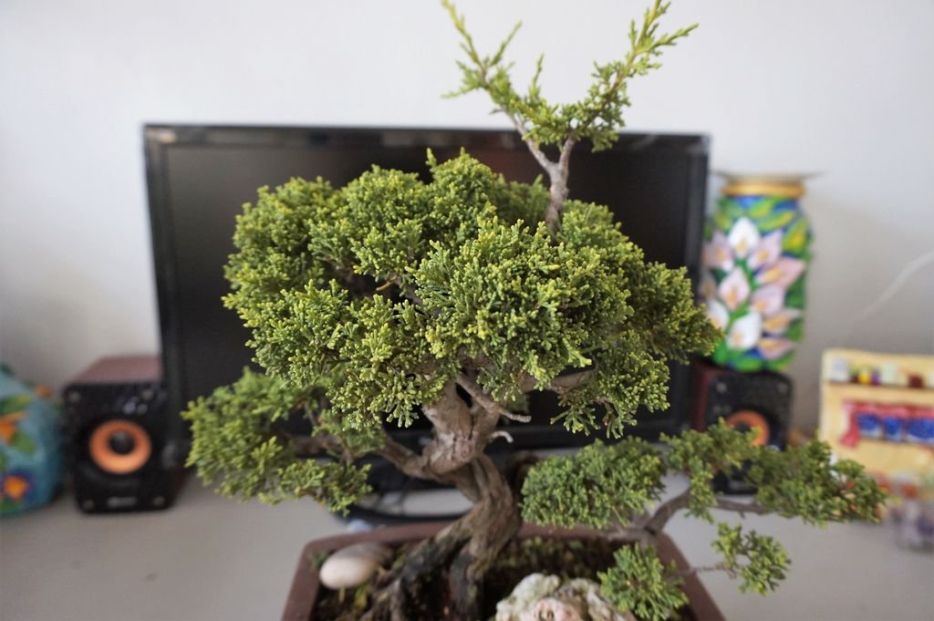 08刻意留下上方枝~預留以後神枝或繁殖使用.JPG