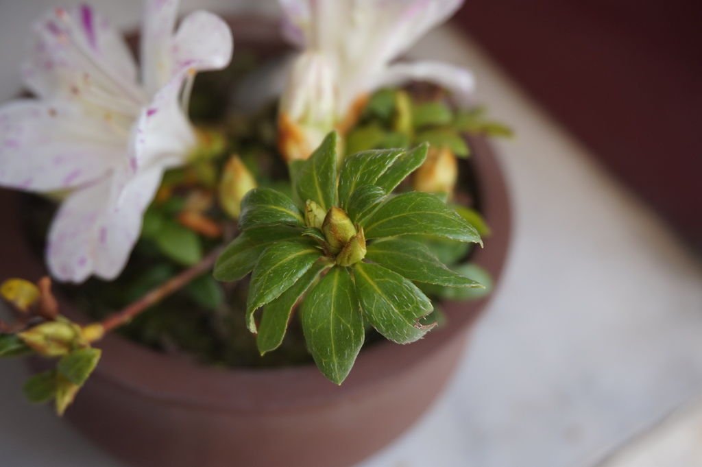 04未開花的花苞.JPG