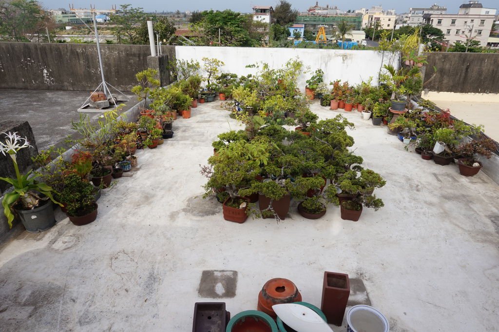 10全部花架拆除完成~只剩下盆栽~全部擺在地上.JPG