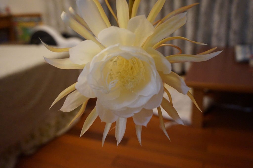 01今年(2018年)第一朵曇花~開花了(20180708拍攝).JPG