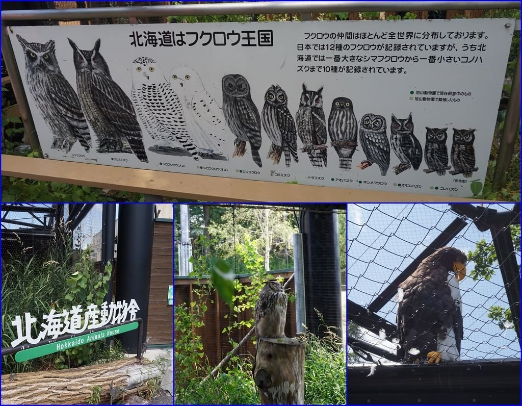 12貓頭鷹及大老鷹.jpg