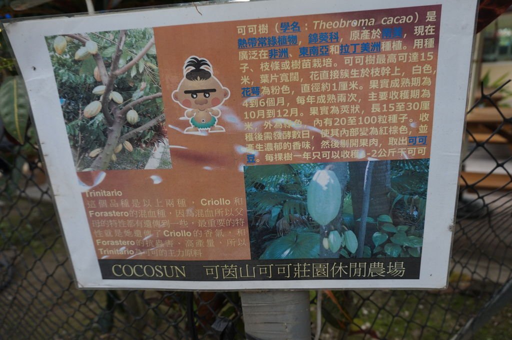 05可可樹的介紹.JPG