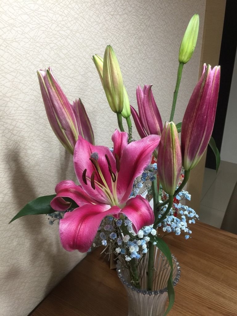 04第一朶百合花~開了(20190305拍攝).JPG