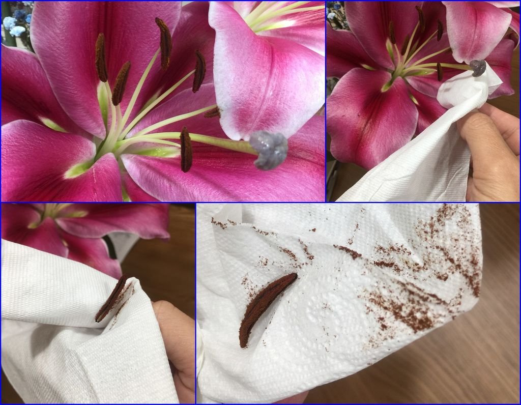 07把花蕊摘除.jpg