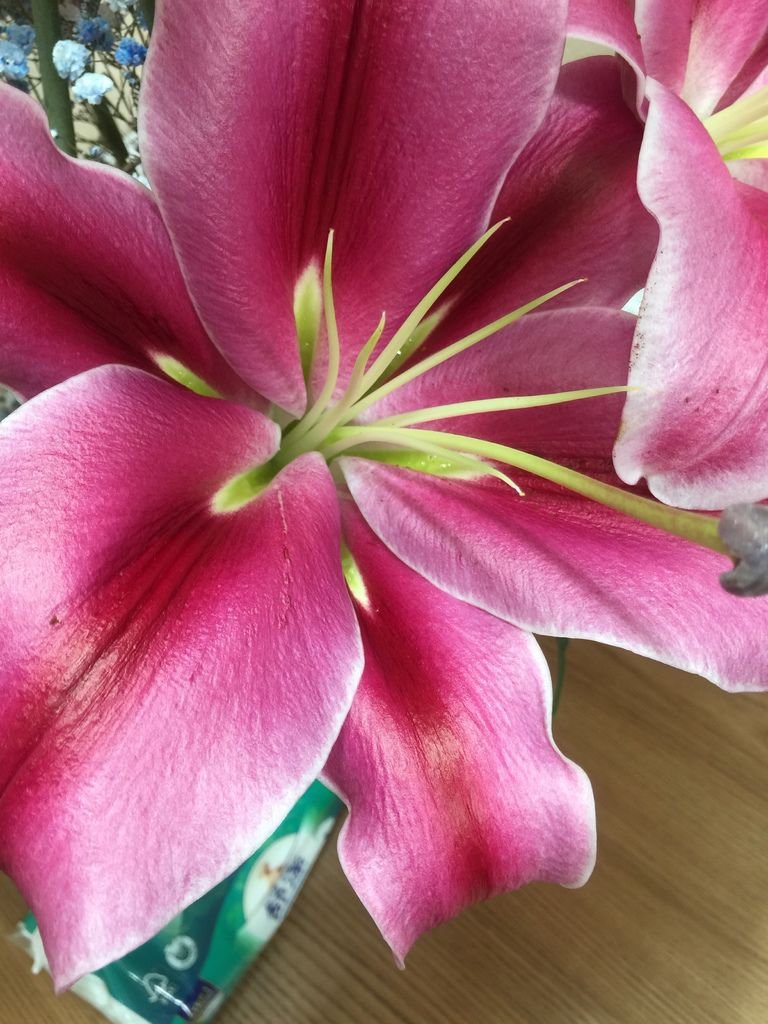 08摘除花蕊~比較不會有花粉問題(同事教的).JPG