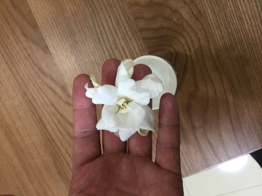 02頂樓花園摘的一朵~槴子花.JPG